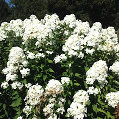 copy of Phlox paniculata...