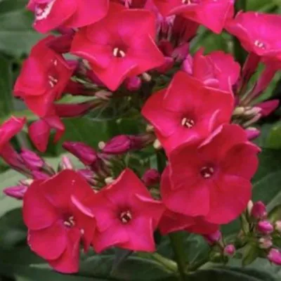 Phlox paniculata...