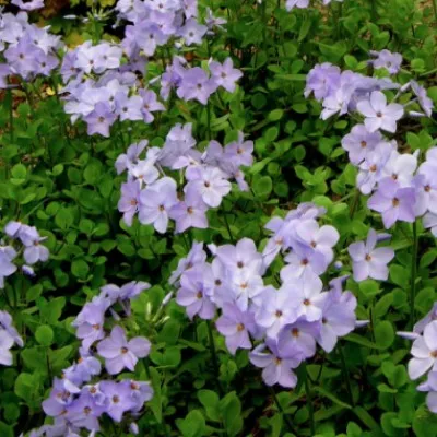 Phlox stolonifera Blue...