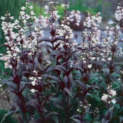 Penstemon digitalis 'Husker...