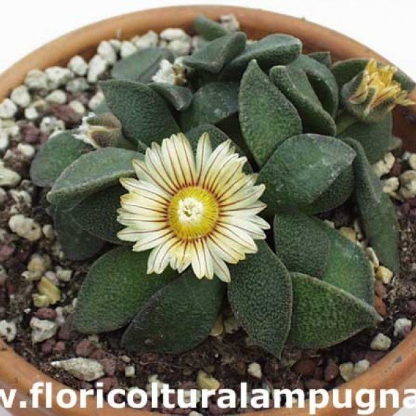 Aloinopsis rubrolineata