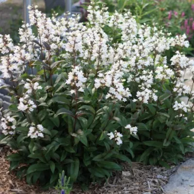 Penstemon digitalis 'Husker...