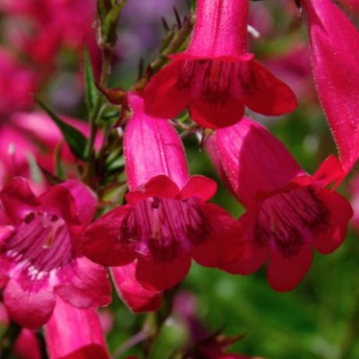 copy of Penstemon digitalis...