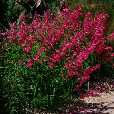 copy of Penstemon digitalis...