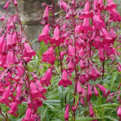 Penstemon hyb. Garnet vaso 9