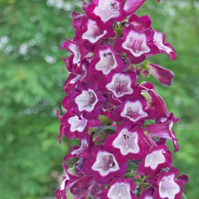 copy of Penstemon digitalis...