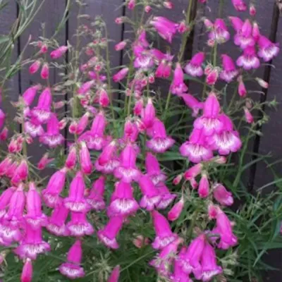 Penstemon Mexicale Sunburst...