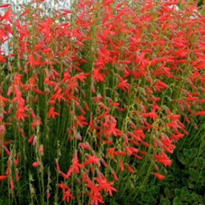 Penstemon Pinifolius vaso 9