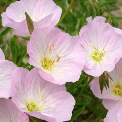 Oenothera speciosa...