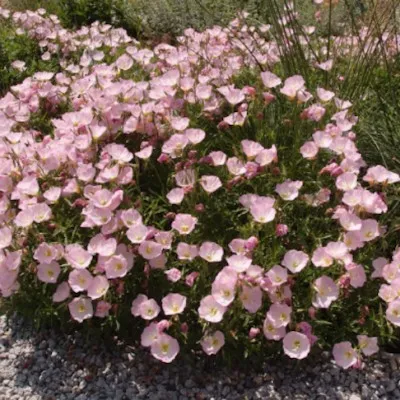 Oenothera speciosa...