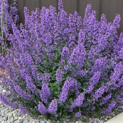 Nepeta Faassenii Walker's...