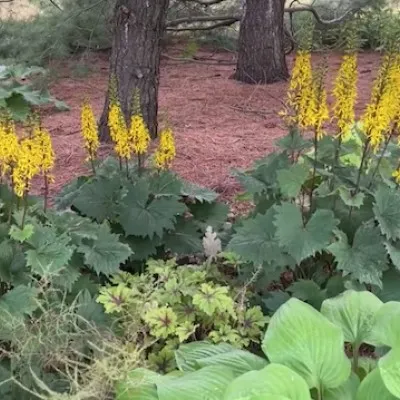 LIGULARIA PRZEWALSKII vaso 9