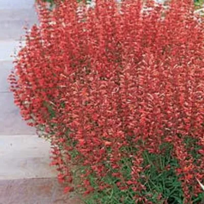 Agastache Blue Fortune vaso 14