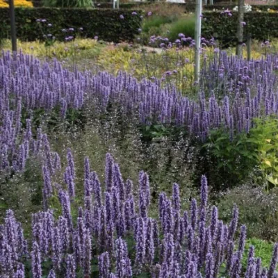 copy of Agastache Blue...