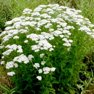 Achillea millefolium...