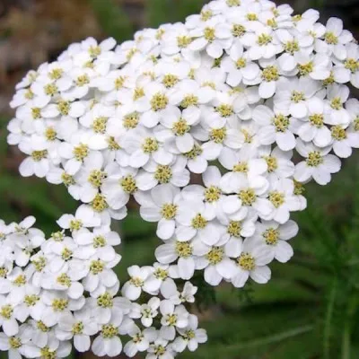 Achillea millefolium...