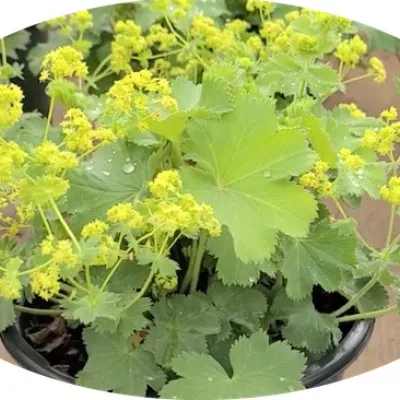 Alchemilla Mollis vaso 9