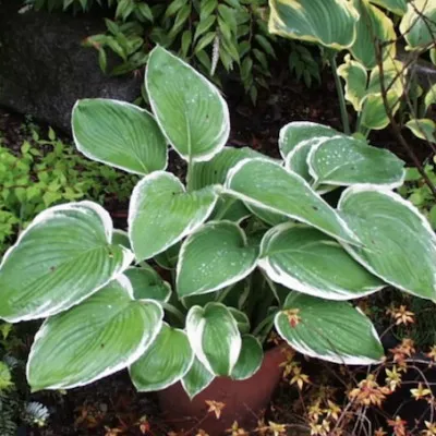 Hosta Beatrix