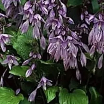 Hosta besty King