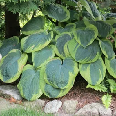 Hosta Frances Williams