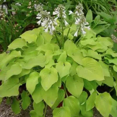 Hosta Birchwood Parky's gold