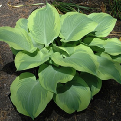 Hosta Climax