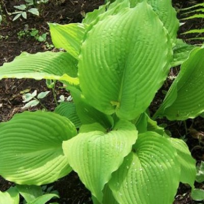 Hosta Jimmy Crack Corn