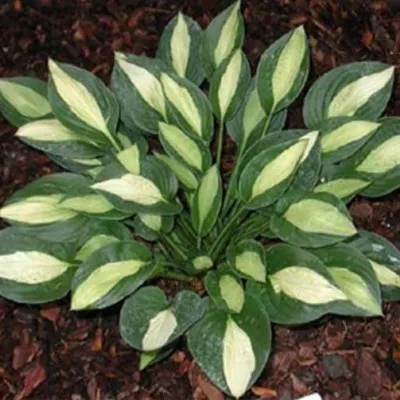 Hosta Gypsy rose