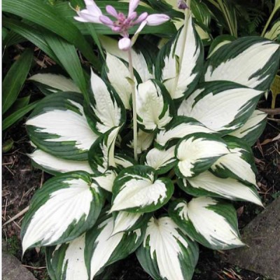 Hosta Fire and Ice, in vaso