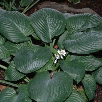 Hosta Blue Umbrellas