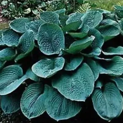 Hosta Bressingham Blue