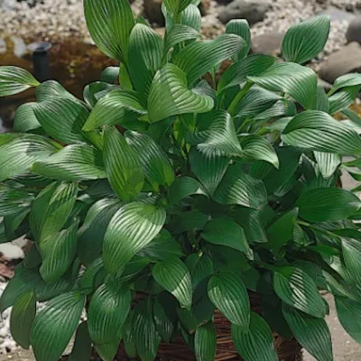 Hosta Clausa normalis