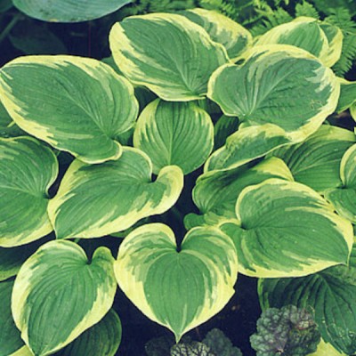 Hosta El Capitan