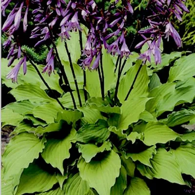 Hosta Elisabeth