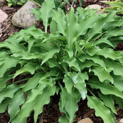 Hosta Pineapple poll