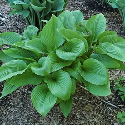 Hosta Sieboldiana