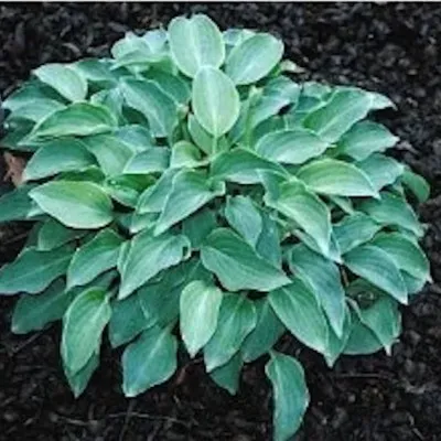 HOSTA POPO