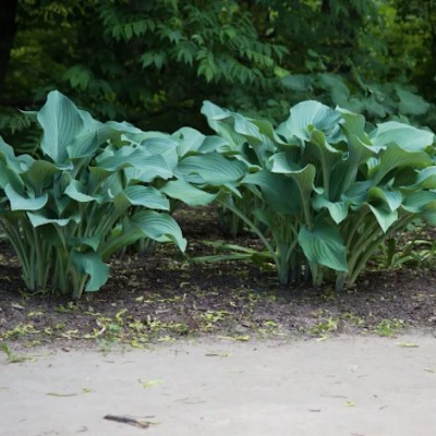 Hosta Krossa Regal