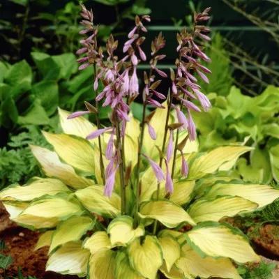 Hosta Lady Guinevere