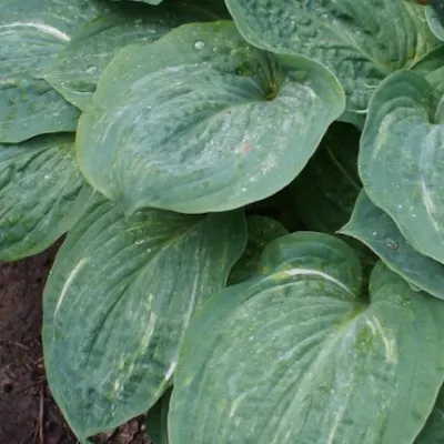 Hosta Spilt milk