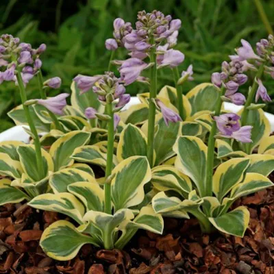 Hosta Lucky Mouse