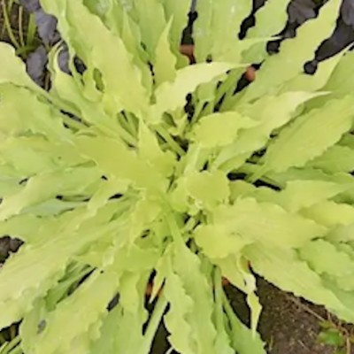 Hosta Friends