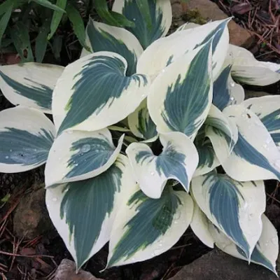 Hosta Great Escape