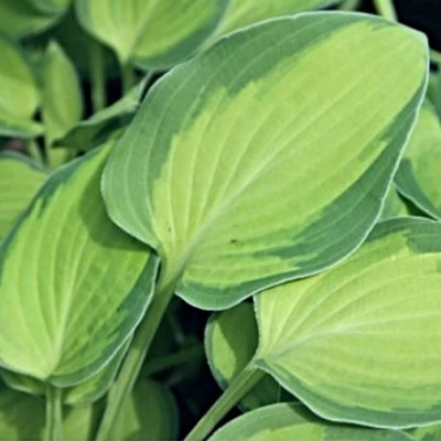 Hosta Gold Rush