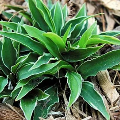 Hosta Little Devil