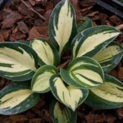 Hosta Snow mouse