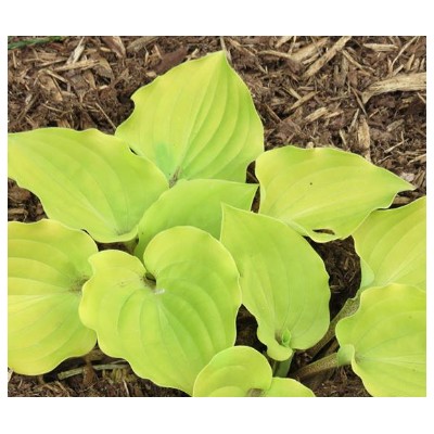 Hosta Crumb Cake