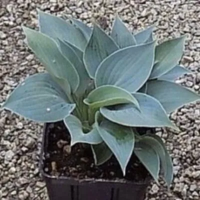 Hosta Baby blue eyes