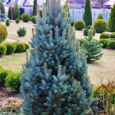 Picea Pungens Iseli...