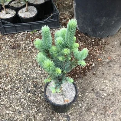 Picea Pungens Iseli Fastigiata